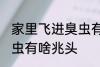 家里飞进臭虫有什么兆头 家里飞进臭虫有啥兆头