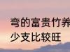 弯的富贵竹养几支最旺运 富贵竹养多少支比较旺