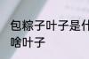 包粽子叶子是什么叶子 包粽子叶子是啥叶子