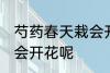 芍药春天栽会开花吗 芍药春天栽会不会开花呢