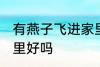 有燕子飞进家里好不好 有燕子飞进家里好吗