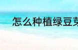 怎么种植绿豆芽 如何种植绿豆芽