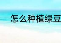 怎么种植绿豆芽 如何种植绿豆芽