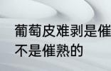 葡萄皮难剥是催熟的吗 葡萄皮难剥是不是催熟的