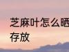 芝麻叶怎么晒干存放 芝麻叶如何晒干存放