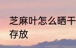 芝麻叶怎么晒干存放 芝麻叶如何晒干存放