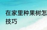 在家里种果树怎么种 在家里种果树的技巧