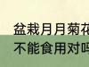 盆栽月月菊花能食用吗 盆栽月月菊花不能食用对吗