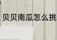 贝贝南瓜怎么挑选 贝贝南瓜挑选教程