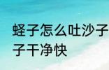 蛏子怎么吐沙子干净快 蛏子如何吐沙子干净快