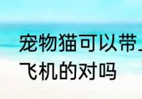 宠物猫可以带上飞机吗 猫咪是可以坐飞机的对吗