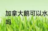 加拿大鹅可以水洗吗 加拿大鹅能水洗吗