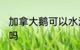 加拿大鹅可以水洗吗 加拿大鹅能水洗吗