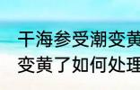 干海参受潮变黄了怎么办 干海参受潮变黄了如何处理